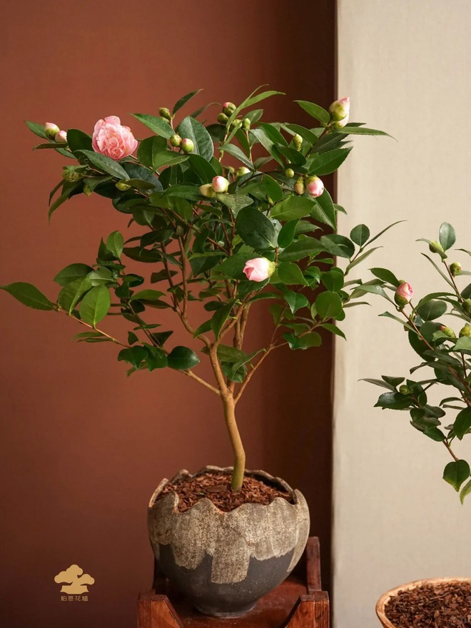 Tết 2026 chơi gì cho "độc"? Thử ngay chậu trà Hương Phi vừa có sắc, vừa có hương, lại mang phú quý vào nhà- Ảnh 15.