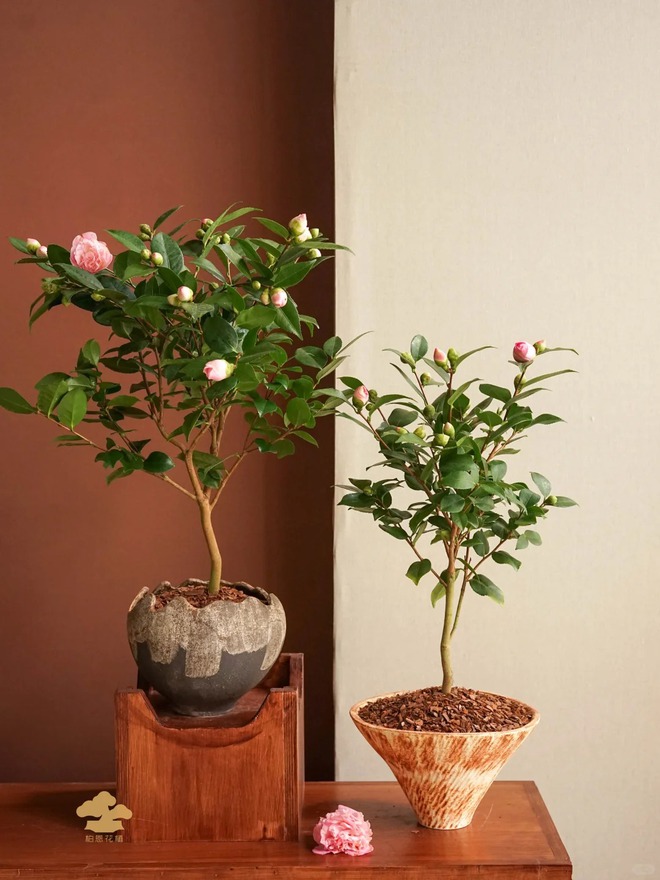 Tết 2026 chơi gì cho "độc"? Thử ngay chậu trà Hương Phi vừa có sắc, vừa có hương, lại mang phú quý vào nhà- Ảnh 16.