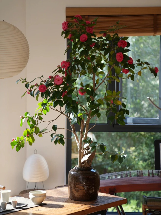 Tết 2026 chơi gì cho "độc"? Thử ngay chậu trà Hương Phi vừa có sắc, vừa có hương, lại mang phú quý vào nhà- Ảnh 8.