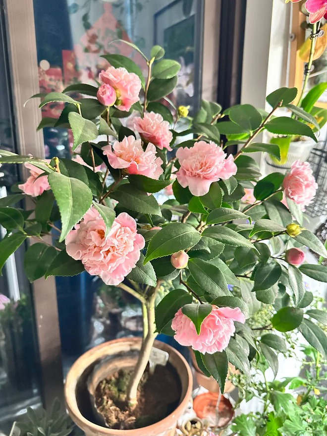 Tết 2026 chơi gì cho "độc"? Thử ngay chậu trà Hương Phi vừa có sắc, vừa có hương, lại mang phú quý vào nhà- Ảnh 11.