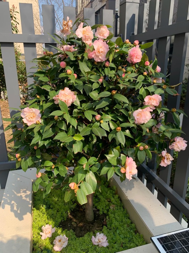 Tết 2026 chơi gì cho "độc"? Thử ngay chậu trà Hương Phi vừa có sắc, vừa có hương, lại mang phú quý vào nhà- Ảnh 12.