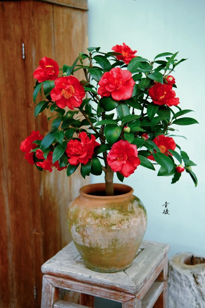 Tết 2026 chơi gì cho "độc"? Thử ngay chậu trà Hương Phi vừa có sắc, vừa có hương, lại mang phú quý vào nhà- Ảnh 5.