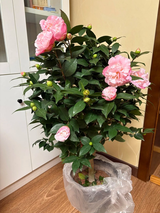 Tết 2026 chơi gì cho "độc"? Thử ngay chậu trà Hương Phi vừa có sắc, vừa có hương, lại mang phú quý vào nhà- Ảnh 13.