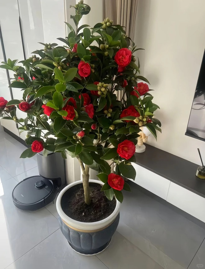 Tết 2026 chơi gì cho "độc"? Thử ngay chậu trà Hương Phi vừa có sắc, vừa có hương, lại mang phú quý vào nhà- Ảnh 6.