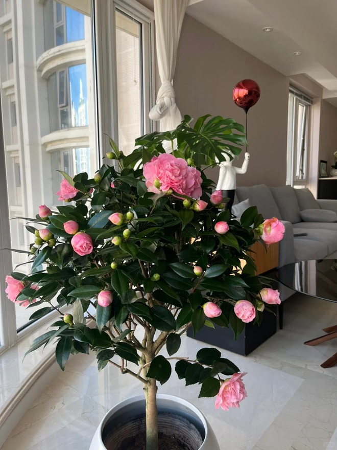 Tết 2026 chơi gì cho "độc"? Thử ngay chậu trà Hương Phi vừa có sắc, vừa có hương, lại mang phú quý vào nhà- Ảnh 14.