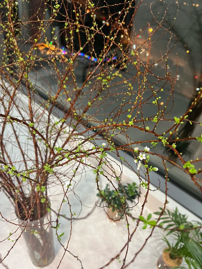 Thú chơi hoa "củi khô nở ra tuyết trắng": Giá bình dân nhưng khí chất sang chảnh, cắm một bình chơi cả tháng Giêng- Ảnh 37. Thú chơi hoa "củi khô nở ra tuyết trắng": Giá bình dân nhưng khí chất sang chảnh, cắm một bình chơi cả tháng Giêng- Ảnh 37.