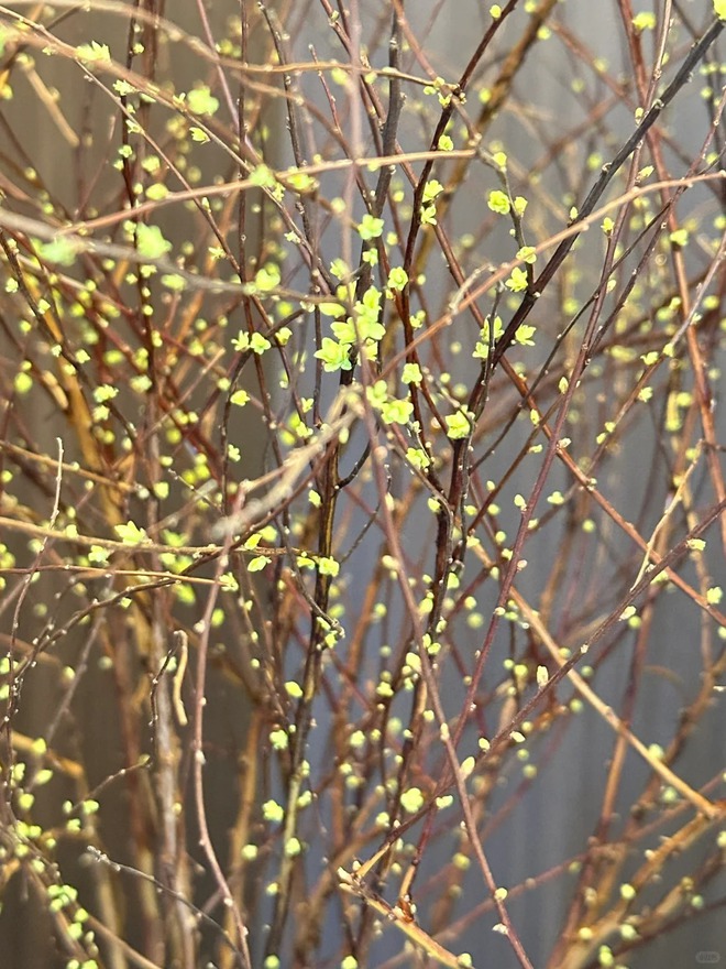 Thú chơi hoa "củi khô nở ra tuyết trắng": Giá bình dân nhưng khí chất sang chảnh, cắm một bình chơi cả tháng Giêng- Ảnh 28. Thú chơi hoa "củi khô nở ra tuyết trắng": Giá bình dân nhưng khí chất sang chảnh, cắm một bình chơi cả tháng Giêng- Ảnh 28.