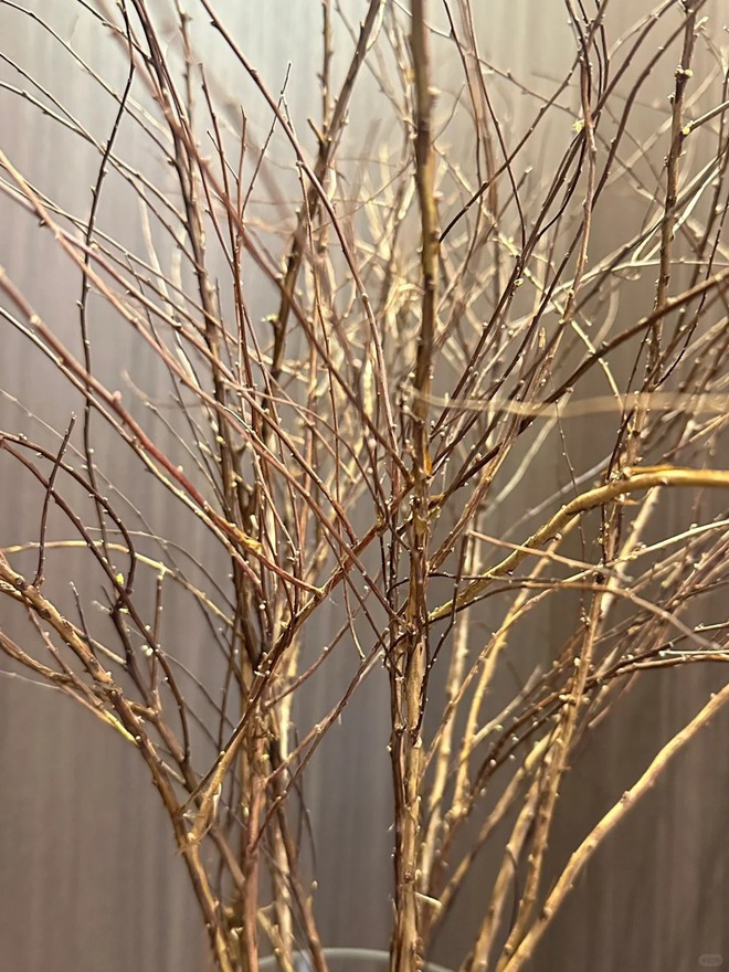 Thú chơi hoa "củi khô nở ra tuyết trắng": Giá bình dân nhưng khí chất sang chảnh, cắm một bình chơi cả tháng Giêng- Ảnh 29. Thú chơi hoa "củi khô nở ra tuyết trắng": Giá bình dân nhưng khí chất sang chảnh, cắm một bình chơi cả tháng Giêng- Ảnh 29.