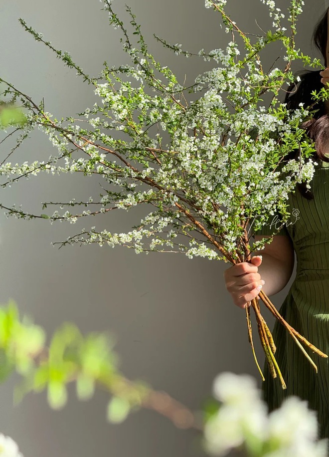 Thú chơi hoa "củi khô nở ra tuyết trắng": Giá bình dân nhưng khí chất sang chảnh, cắm một bình chơi cả tháng Giêng- Ảnh 7. Thú chơi hoa "củi khô nở ra tuyết trắng": Giá bình dân nhưng khí chất sang chảnh, cắm một bình chơi cả tháng Giêng- Ảnh 7.