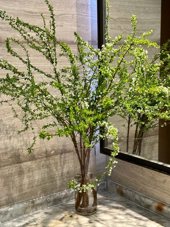 Thú chơi hoa "củi khô nở ra tuyết trắng": Giá bình dân nhưng khí chất sang chảnh, cắm một bình chơi cả tháng Giêng- Ảnh 17. Thú chơi hoa "củi khô nở ra tuyết trắng": Giá bình dân nhưng khí chất sang chảnh, cắm một bình chơi cả tháng Giêng- Ảnh 17.