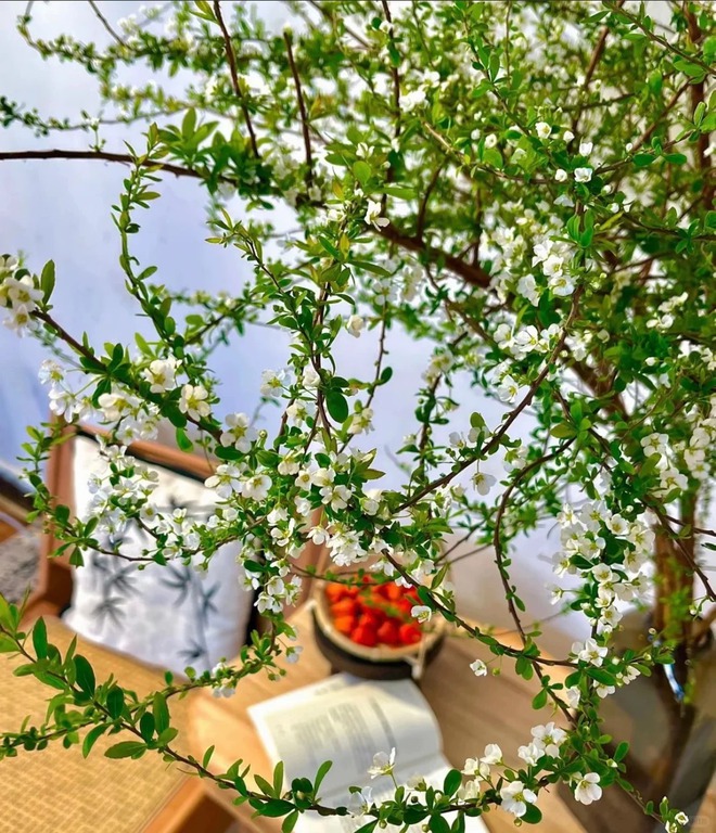 Thú chơi hoa "củi khô nở ra tuyết trắng": Giá bình dân nhưng khí chất sang chảnh, cắm một bình chơi cả tháng Giêng- Ảnh 20. Thú chơi hoa "củi khô nở ra tuyết trắng": Giá bình dân nhưng khí chất sang chảnh, cắm một bình chơi cả tháng Giêng- Ảnh 20.