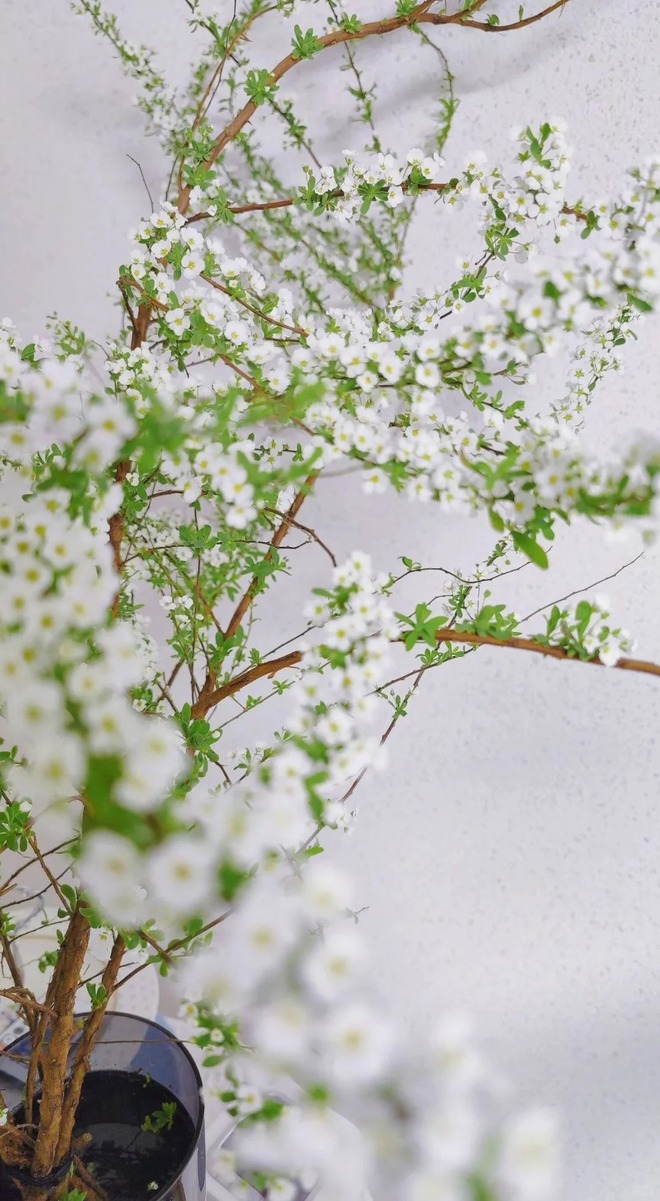 Thú chơi hoa "củi khô nở ra tuyết trắng": Giá bình dân nhưng khí chất sang chảnh, cắm một bình chơi cả tháng Giêng- Ảnh 21. Thú chơi hoa "củi khô nở ra tuyết trắng": Giá bình dân nhưng khí chất sang chảnh, cắm một bình chơi cả tháng Giêng- Ảnh 21.