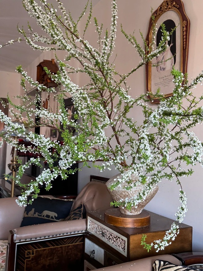 Thú chơi hoa "củi khô nở ra tuyết trắng": Giá bình dân nhưng khí chất sang chảnh, cắm một bình chơi cả tháng Giêng- Ảnh 25. Thú chơi hoa "củi khô nở ra tuyết trắng": Giá bình dân nhưng khí chất sang chảnh, cắm một bình chơi cả tháng Giêng- Ảnh 25.