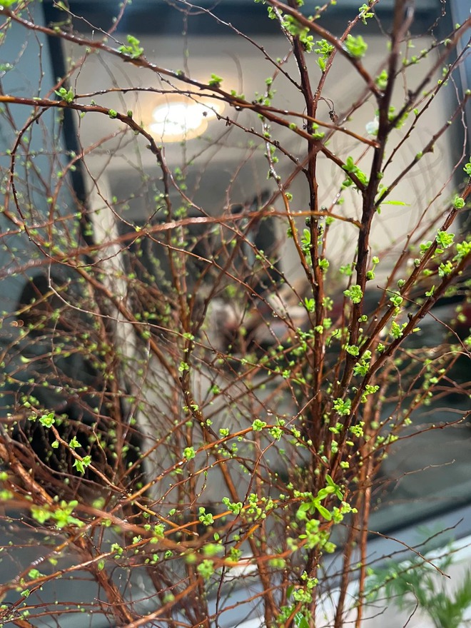 Thú chơi hoa "củi khô nở ra tuyết trắng": Giá bình dân nhưng khí chất sang chảnh, cắm một bình chơi cả tháng Giêng- Ảnh 36. Thú chơi hoa "củi khô nở ra tuyết trắng": Giá bình dân nhưng khí chất sang chảnh, cắm một bình chơi cả tháng Giêng- Ảnh 36.