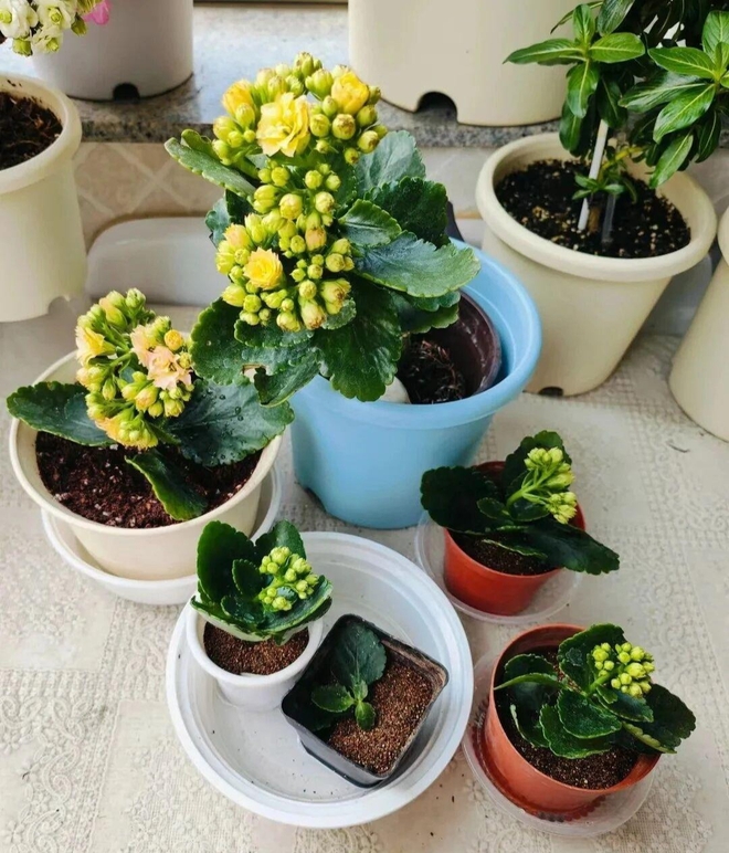 Lặng người trước ngôi nhà của cụ bà 92 tuổi: Tự chăm sóc mình, già đi thanh thản, không phiền hà con cháu- Ảnh 5. Lặng người trước ngôi nhà của cụ bà 92 tuổi: Tự chăm sóc mình, già đi thanh thản, không phiền hà con cháu- Ảnh 5.