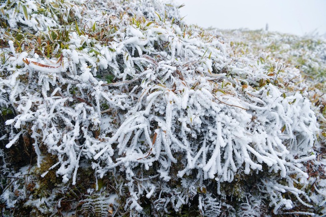 Cảnh tượng tuyết phủ trắng nóc nhà, lối đi ở Fansipan đầu năm nay: Dân tình càng hừng hực khí thế đi "săn"- Ảnh 3. Cảnh tượng tuyết phủ trắng nóc nhà, lối đi ở Fansipan đầu năm nay: Dân tình càng hừng hực khí thế đi "săn"- Ảnh 3.