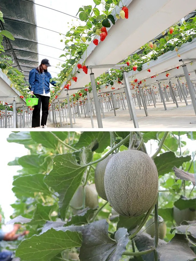 Chuyện những người nông dân 4.0: Khi "cây nhà lá vườn" lên phố theo cách chẳng ai ngờ, vừa ấm lòng lại vừa an tâm- Ảnh 2.