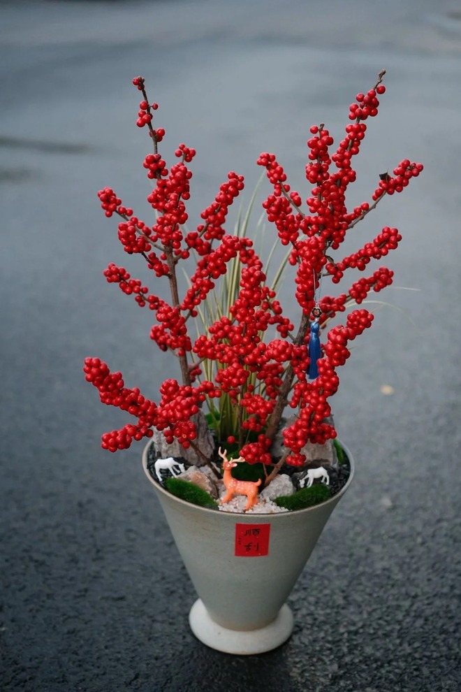 Bí kíp cắm đào đông đỏ chơi bền xuyên Tết 2026: Loài "trân châu đỏ" giúp gia chủ vượng khí, đỏ vận cả năm- Ảnh 25.