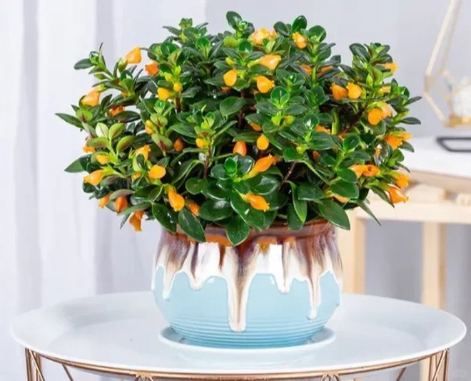 Trồng cây 'cá vàng' dịp cuối năm: Hoa nở như 'bơi' tiền vào két, xả xui cực tốt mà tôi trồng 6 năm vẫn mê- Ảnh 25.