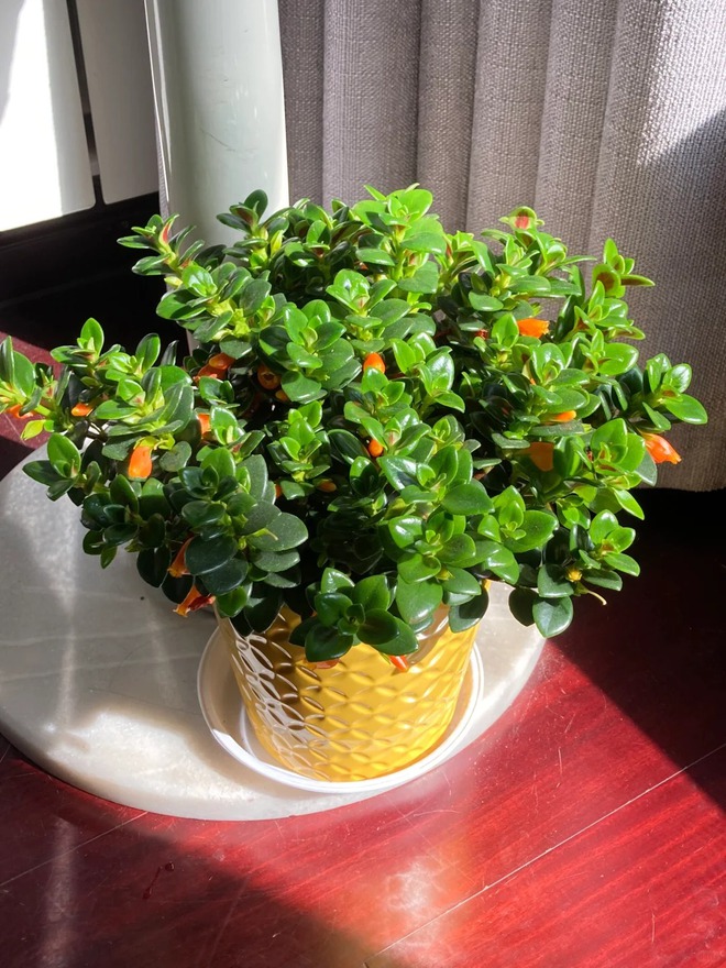 Trồng cây 'cá vàng' dịp cuối năm: Hoa nở như 'bơi' tiền vào két, xả xui cực tốt mà tôi trồng 6 năm vẫn mê- Ảnh 26.