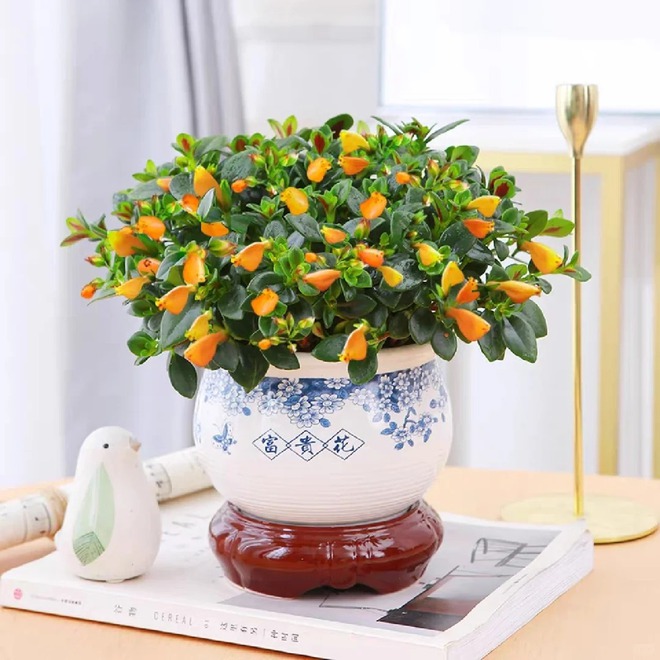 Trồng cây 'cá vàng' dịp cuối năm: Hoa nở như 'bơi' tiền vào két, xả xui cực tốt mà tôi trồng 6 năm vẫn mê- Ảnh 27.