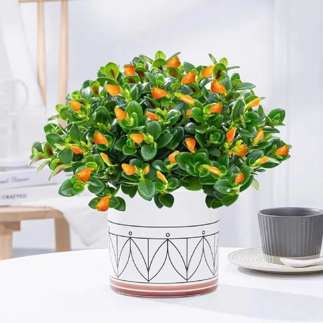 Trồng cây 'cá vàng' dịp cuối năm: Hoa nở như 'bơi' tiền vào két, xả xui cực tốt mà tôi trồng 6 năm vẫn mê- Ảnh 19.