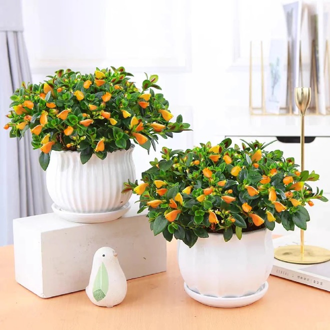 Trồng cây 'cá vàng' dịp cuối năm: Hoa nở như 'bơi' tiền vào két, xả xui cực tốt mà tôi trồng 6 năm vẫn mê- Ảnh 20.