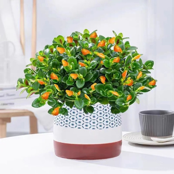 Trồng cây 'cá vàng' dịp cuối năm: Hoa nở như 'bơi' tiền vào két, xả xui cực tốt mà tôi trồng 6 năm vẫn mê- Ảnh 21.