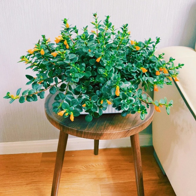 Trồng cây 'cá vàng' dịp cuối năm: Hoa nở như 'bơi' tiền vào két, xả xui cực tốt mà tôi trồng 6 năm vẫn mê- Ảnh 13.