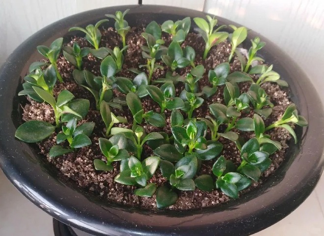 Trồng cây 'cá vàng' dịp cuối năm: Hoa nở như 'bơi' tiền vào két, xả xui cực tốt mà tôi trồng 6 năm vẫn mê- Ảnh 15.