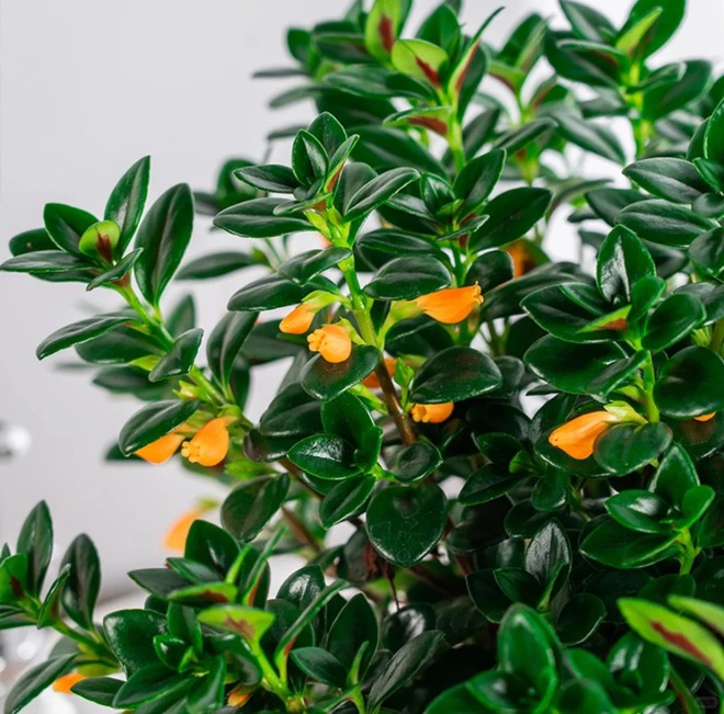 Trồng cây 'cá vàng' dịp cuối năm: Hoa nở như 'bơi' tiền vào két, xả xui cực tốt mà tôi trồng 6 năm vẫn mê- Ảnh 16.