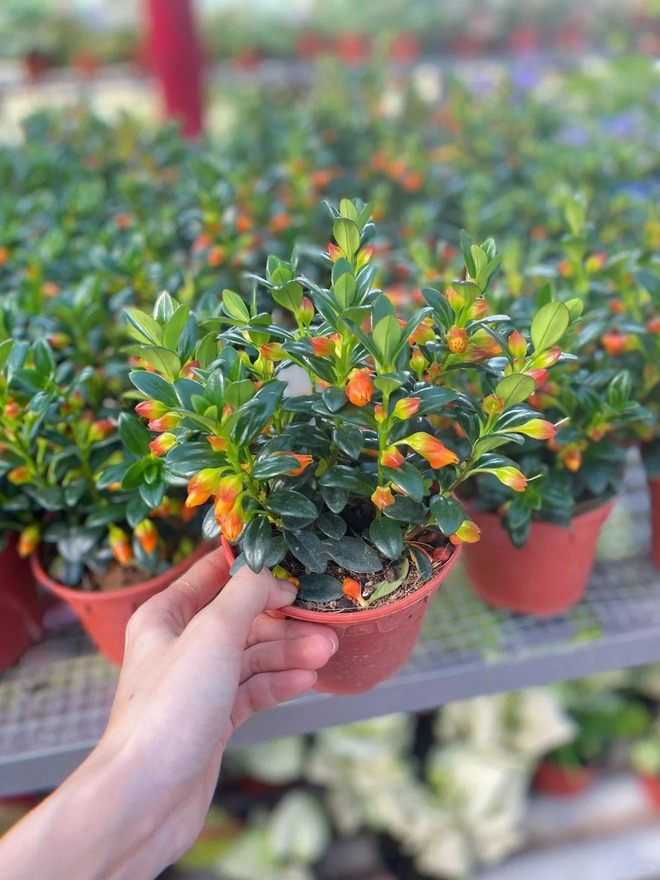 Trồng cây 'cá vàng' dịp cuối năm: Hoa nở như 'bơi' tiền vào két, xả xui cực tốt mà tôi trồng 6 năm vẫn mê- Ảnh 17.