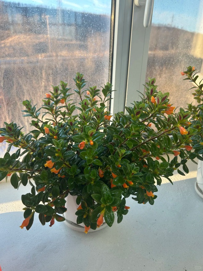 Trồng cây 'cá vàng' dịp cuối năm: Hoa nở như 'bơi' tiền vào két, xả xui cực tốt mà tôi trồng 6 năm vẫn mê- Ảnh 18.