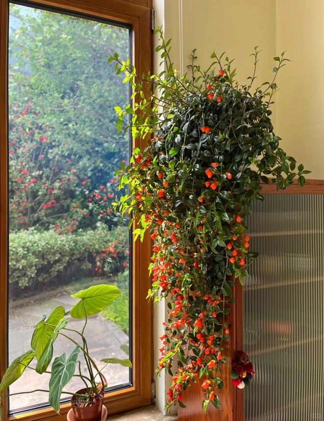 Trồng cây 'cá vàng' dịp cuối năm: Hoa nở như 'bơi' tiền vào két, xả xui cực tốt mà tôi trồng 6 năm vẫn mê- Ảnh 5.