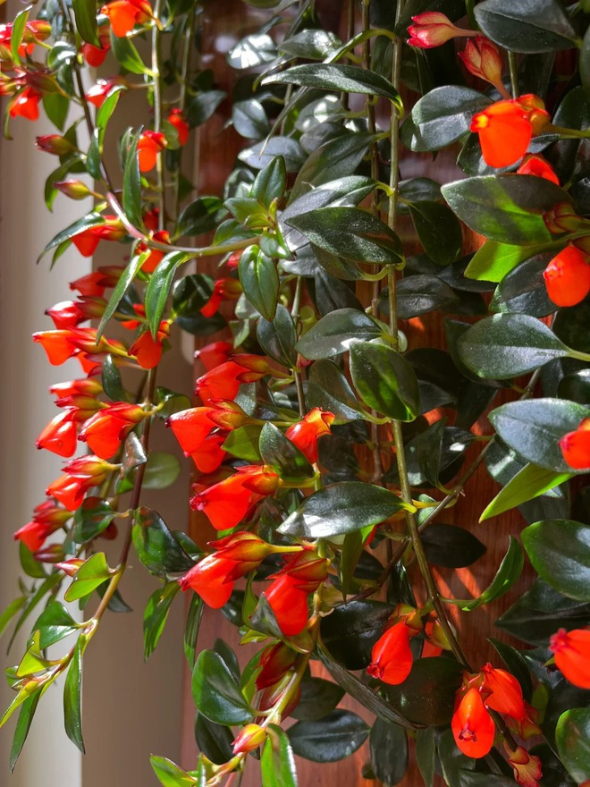 Trồng cây 'cá vàng' dịp cuối năm: Hoa nở như 'bơi' tiền vào két, xả xui cực tốt mà tôi trồng 6 năm vẫn mê- Ảnh 6.