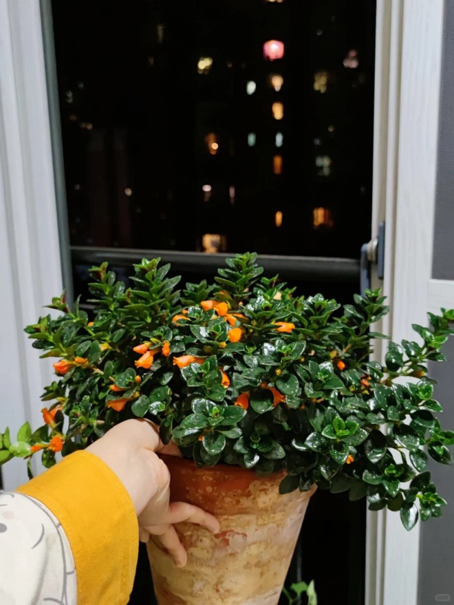 Trồng cây 'cá vàng' dịp cuối năm: Hoa nở như 'bơi' tiền vào két, xả xui cực tốt mà tôi trồng 6 năm vẫn mê- Ảnh 8.