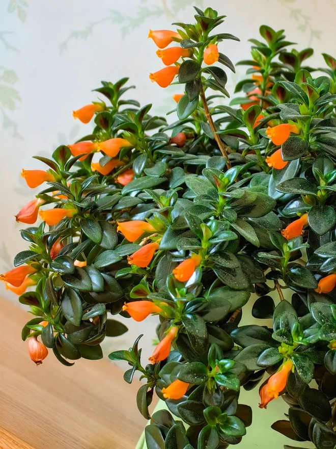 Trồng cây 'cá vàng' dịp cuối năm: Hoa nở như 'bơi' tiền vào két, xả xui cực tốt mà tôi trồng 6 năm vẫn mê- Ảnh 11.