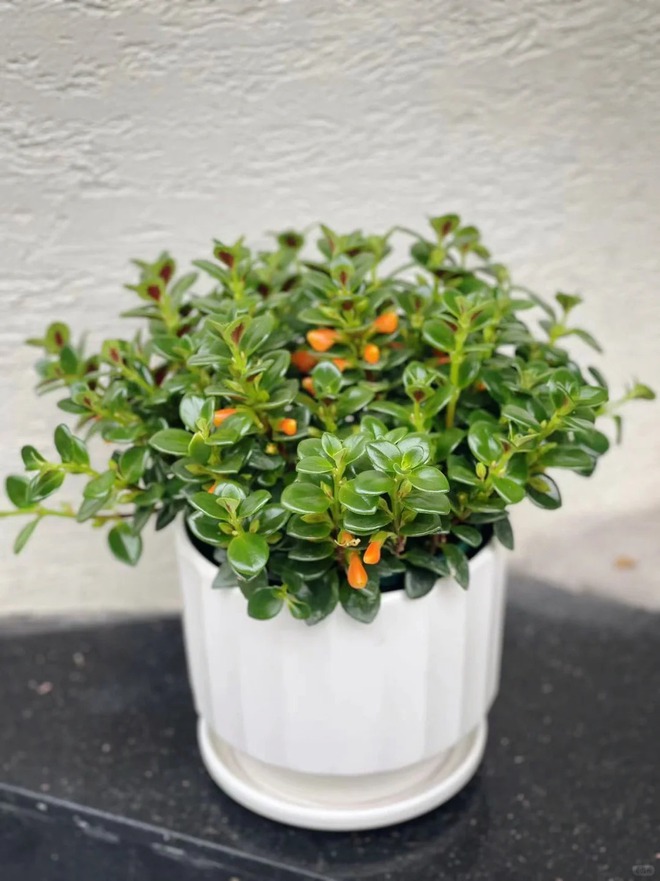 Trồng cây 'cá vàng' dịp cuối năm: Hoa nở như 'bơi' tiền vào két, xả xui cực tốt mà tôi trồng 6 năm vẫn mê- Ảnh 22.