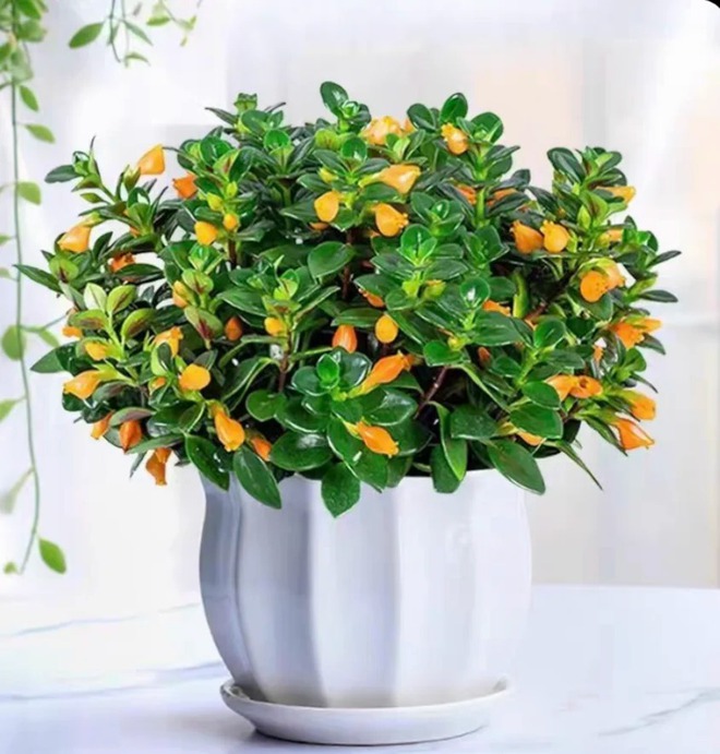 Trồng cây 'cá vàng' dịp cuối năm: Hoa nở như 'bơi' tiền vào két, xả xui cực tốt mà tôi trồng 6 năm vẫn mê- Ảnh 23.