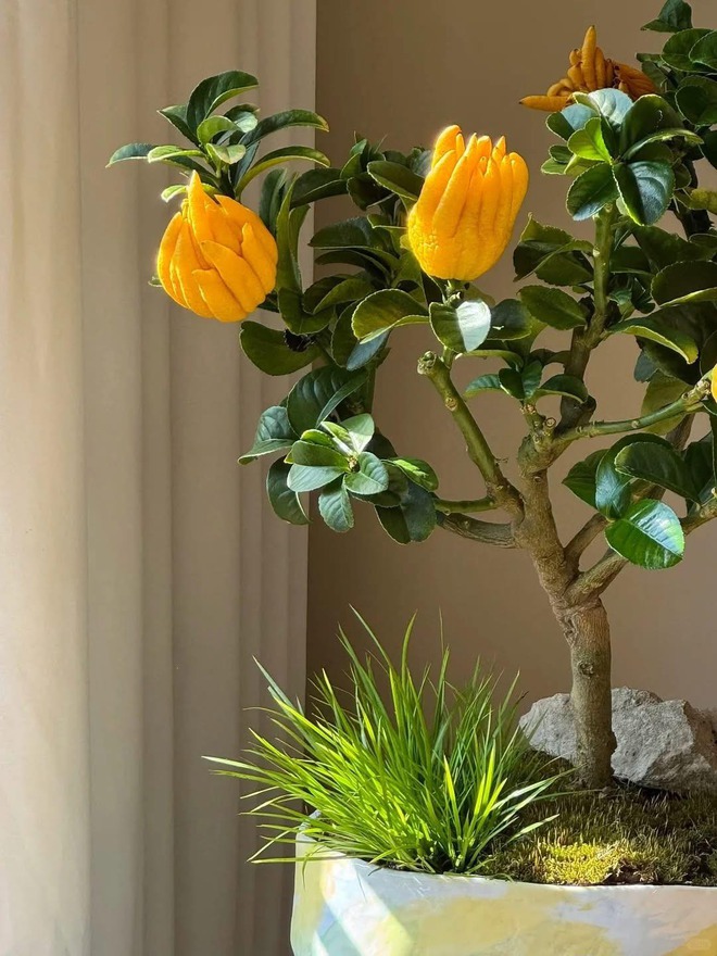 Cây cảnh "quý hơn vàng ròng": Quả óng ánh, dáng tay Phật, nhà giàu đua nhau săn chơi Tết- Ảnh 3.