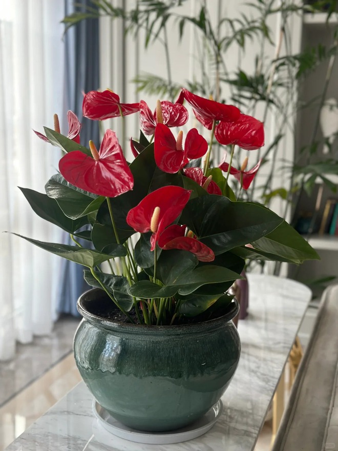 Loài hoa "nồi đồng cối đá" nở thông 365 ngày: Muốn chồng thăng quan tiến chức, tiền vào như nước nhất định phải rước về- Ảnh 7.