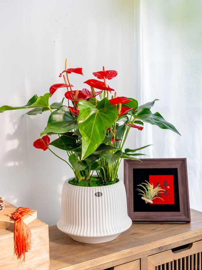 Loài hoa "nồi đồng cối đá" nở thông 365 ngày: Muốn chồng thăng quan tiến chức, tiền vào như nước nhất định phải rước về- Ảnh 22.