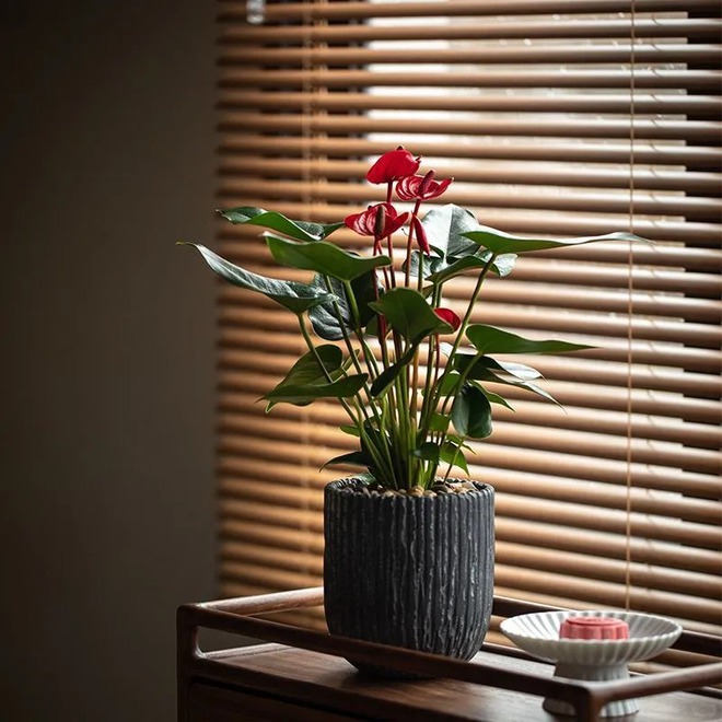 Loài hoa "nồi đồng cối đá" nở thông 365 ngày: Muốn chồng thăng quan tiến chức, tiền vào như nước nhất định phải rước về- Ảnh 23.