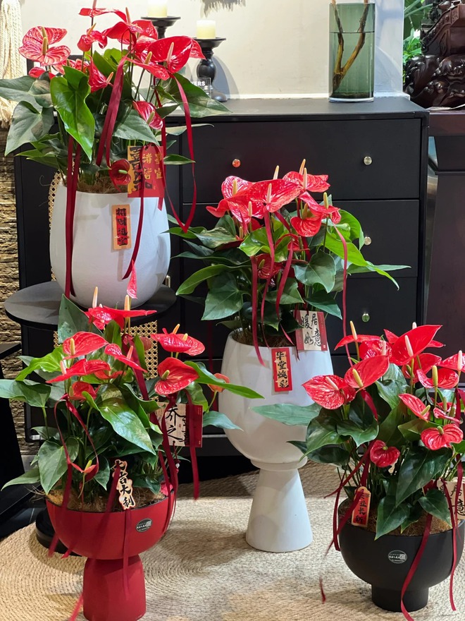 Loài hoa "nồi đồng cối đá" nở thông 365 ngày: Muốn chồng thăng quan tiến chức, tiền vào như nước nhất định phải rước về- Ảnh 24.