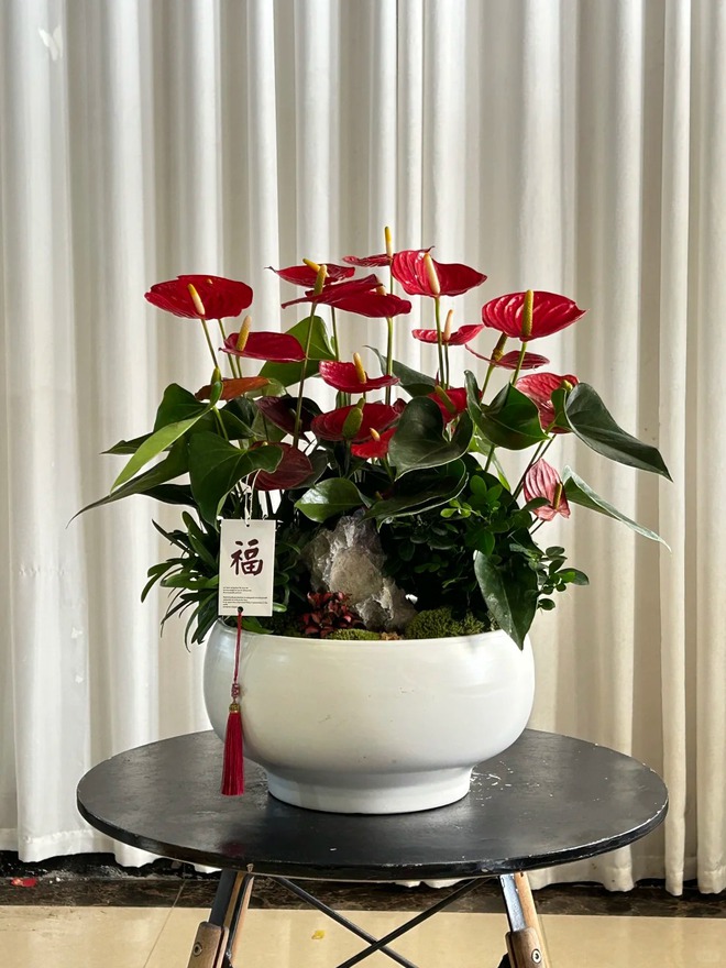 Loài hoa "nồi đồng cối đá" nở thông 365 ngày: Muốn chồng thăng quan tiến chức, tiền vào như nước nhất định phải rước về- Ảnh 25.