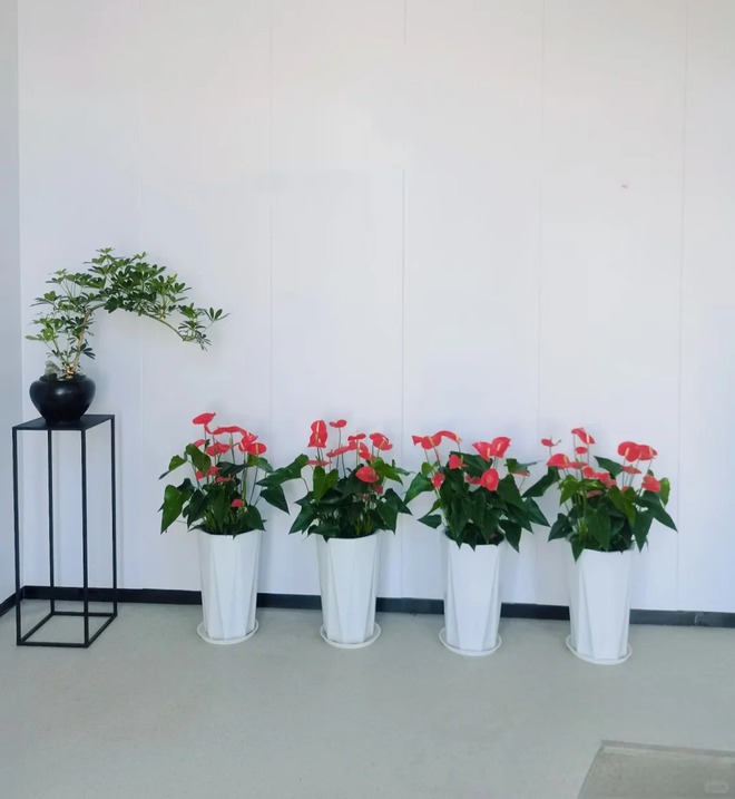 Loài hoa "nồi đồng cối đá" nở thông 365 ngày: Muốn chồng thăng quan tiến chức, tiền vào như nước nhất định phải rước về- Ảnh 28.