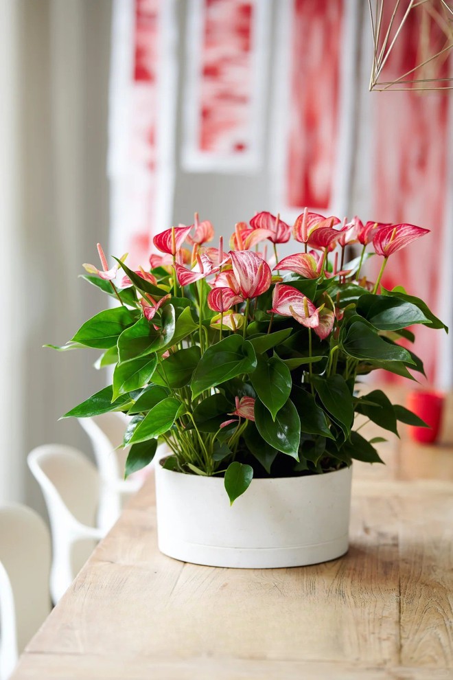 Loài hoa "nồi đồng cối đá" nở thông 365 ngày: Muốn chồng thăng quan tiến chức, tiền vào như nước nhất định phải rước về- Ảnh 14.