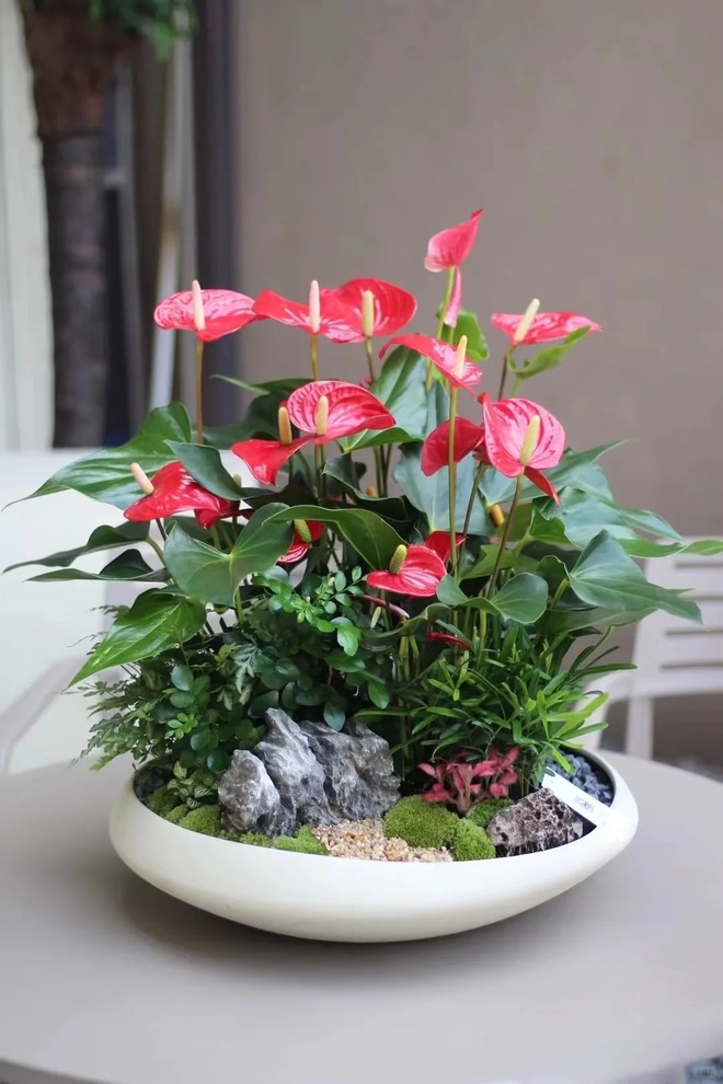 Loài hoa "nồi đồng cối đá" nở thông 365 ngày: Muốn chồng thăng quan tiến chức, tiền vào như nước nhất định phải rước về- Ảnh 8.