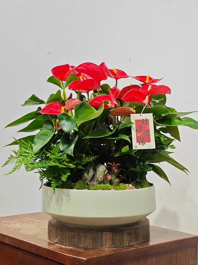 Loài hoa "nồi đồng cối đá" nở thông 365 ngày: Muốn chồng thăng quan tiến chức, tiền vào như nước nhất định phải rước về- Ảnh 9.