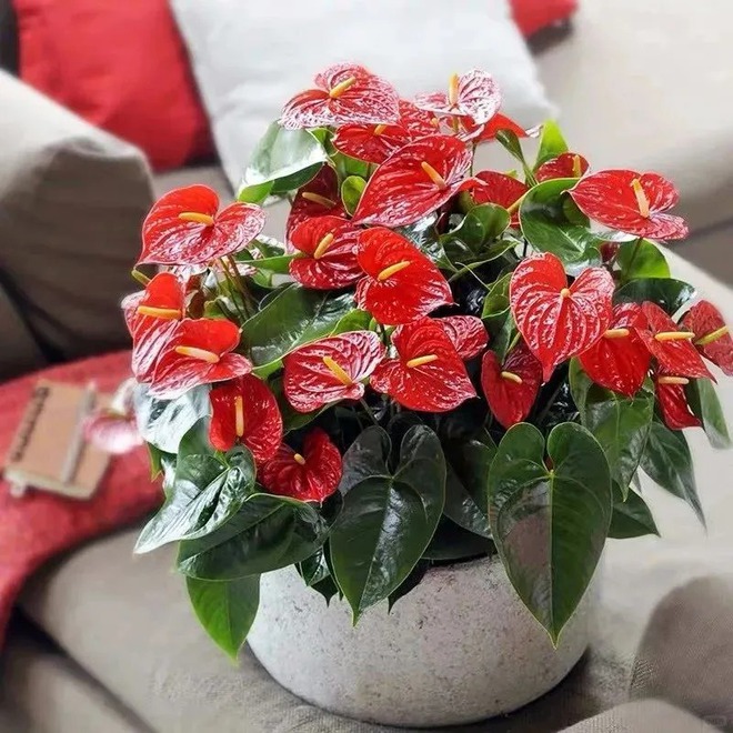 Loài hoa "nồi đồng cối đá" nở thông 365 ngày: Muốn chồng thăng quan tiến chức, tiền vào như nước nhất định phải rước về- Ảnh 10.